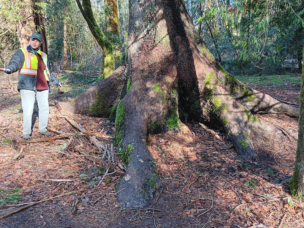 old growth Sitka spruce