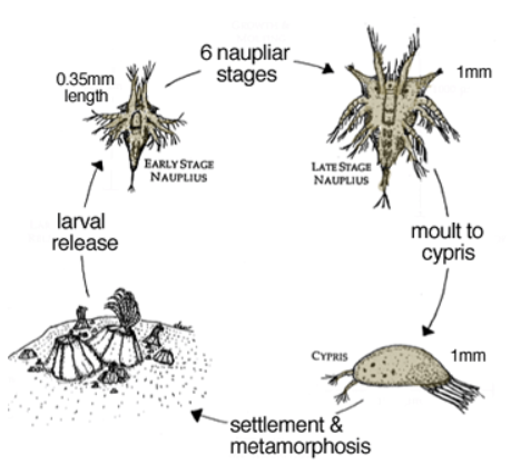 barnacle life cycle