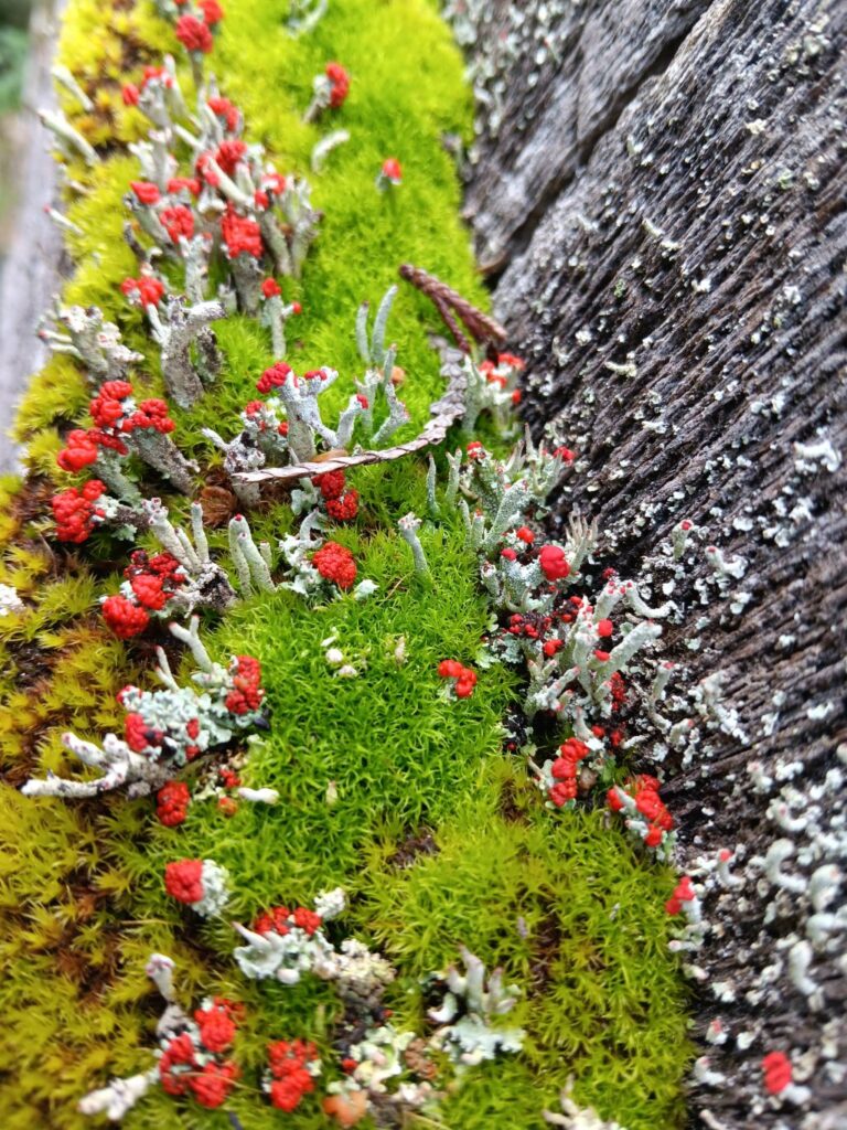 moss and lichen on fence