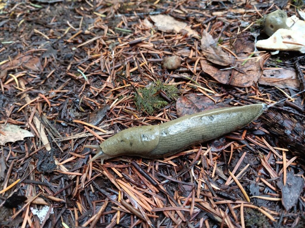 Pacific banana slug